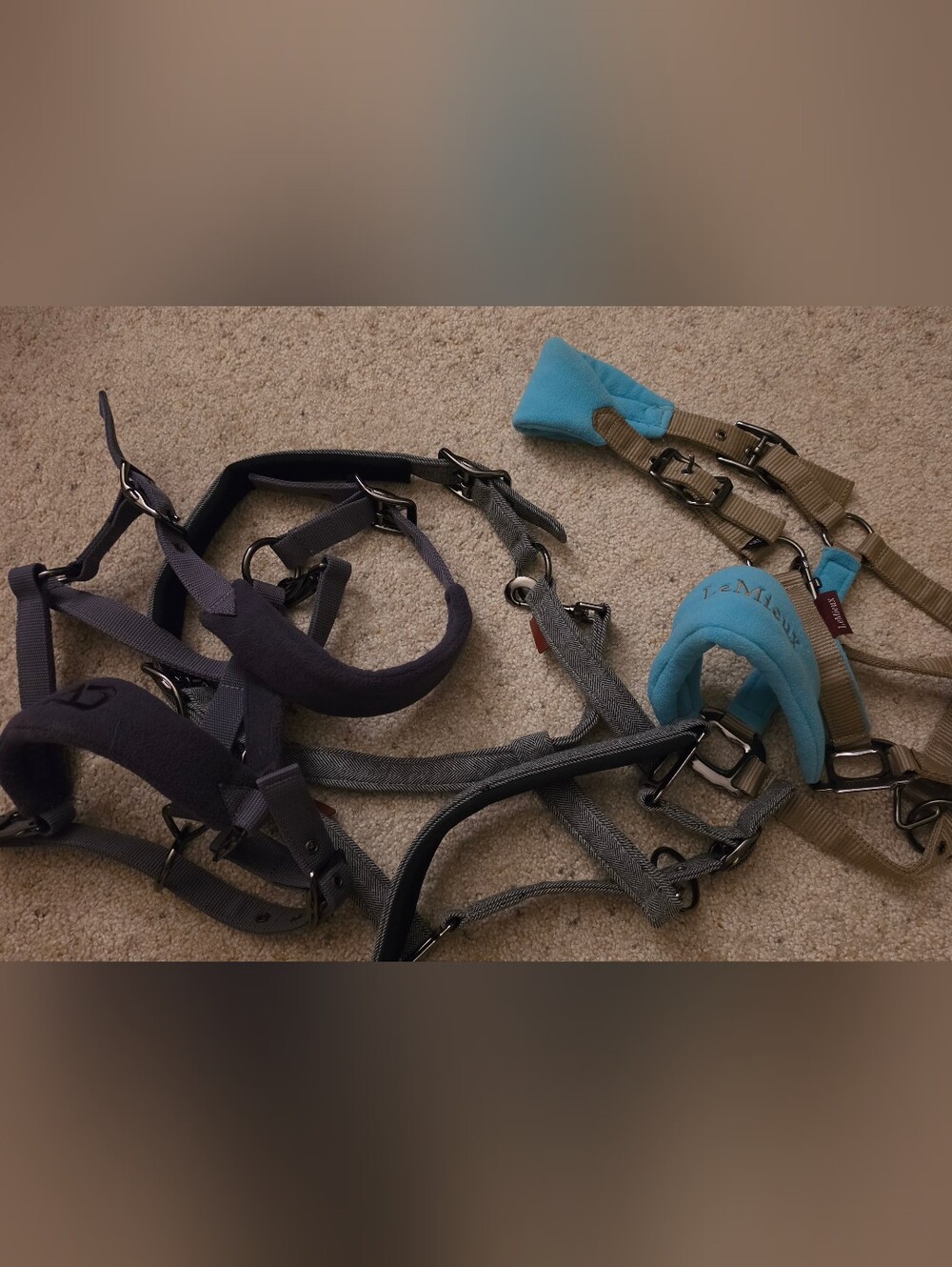 Horse Halters